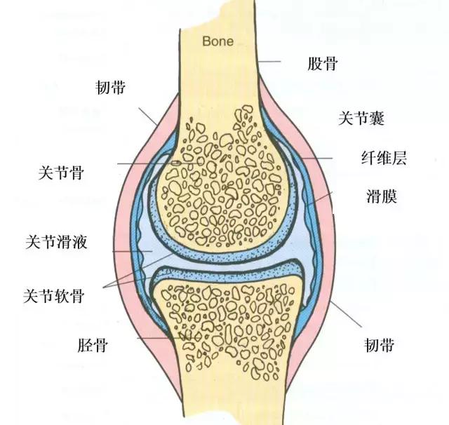 传岐弘医堂:膝关节滑膜炎痛的不能走路?